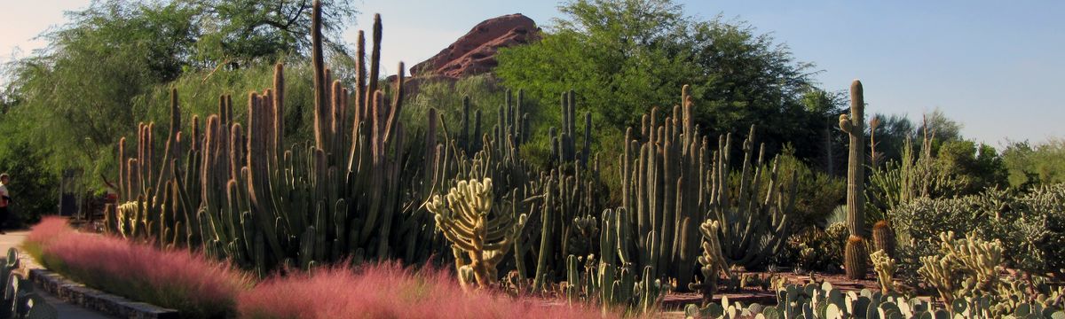 Desert Botanical Garden Canusa