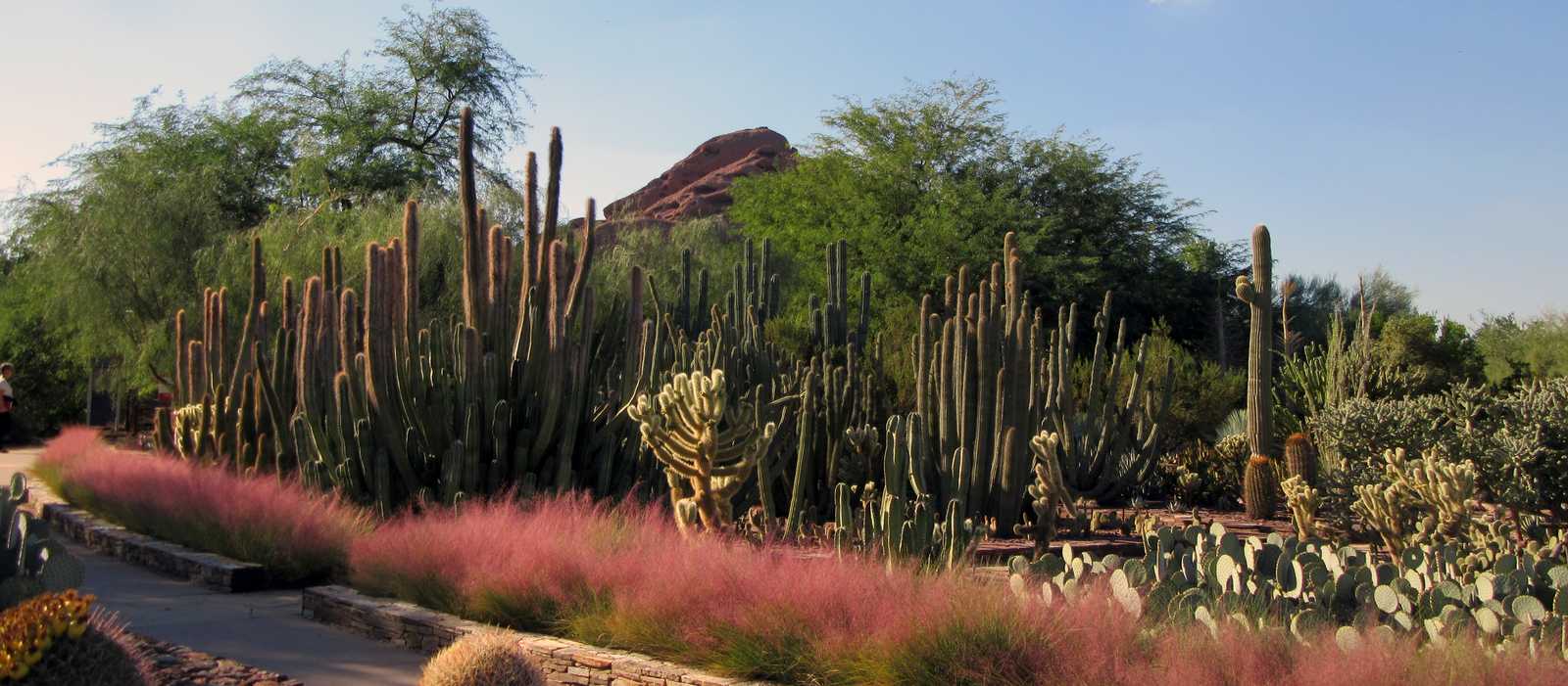 Desert Botanical Garden Canusa