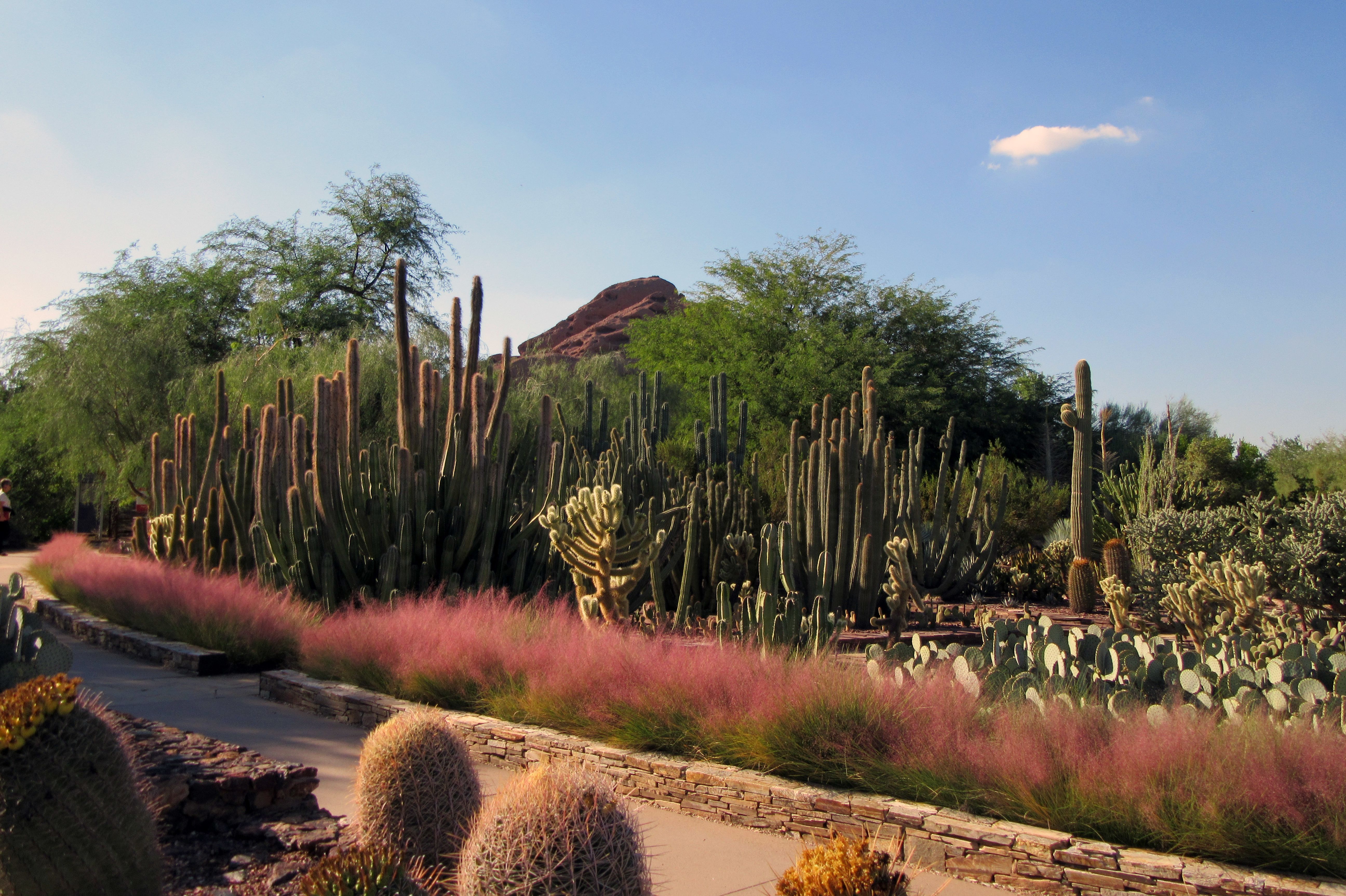 Insidertipp Vanessa Wilmes fÃ¼r Arizona, Desert Botanical Garden