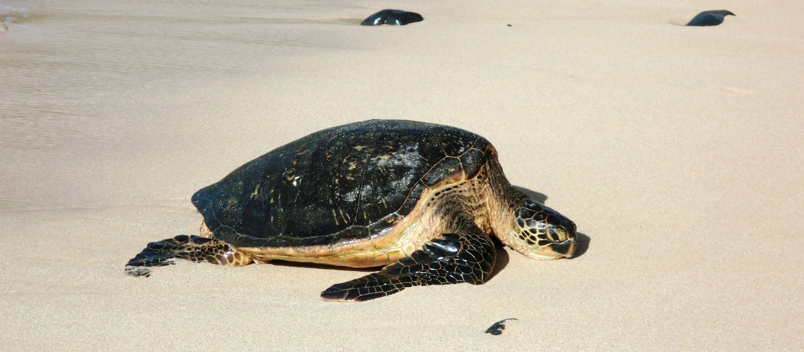 Schildkröte im Hookipa Beach Park
