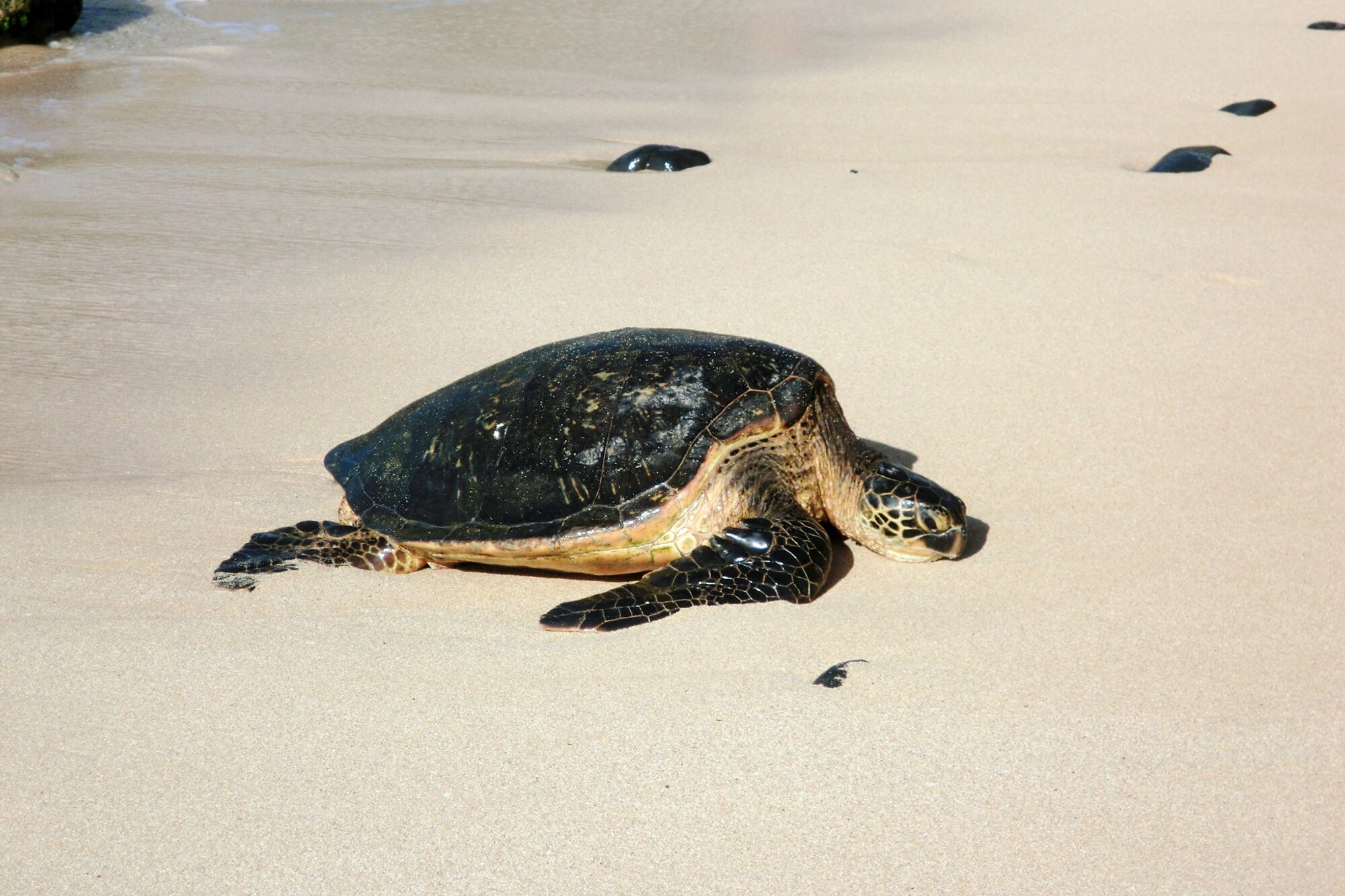 SchildkrÃ¶te im Hookipa Beach Park