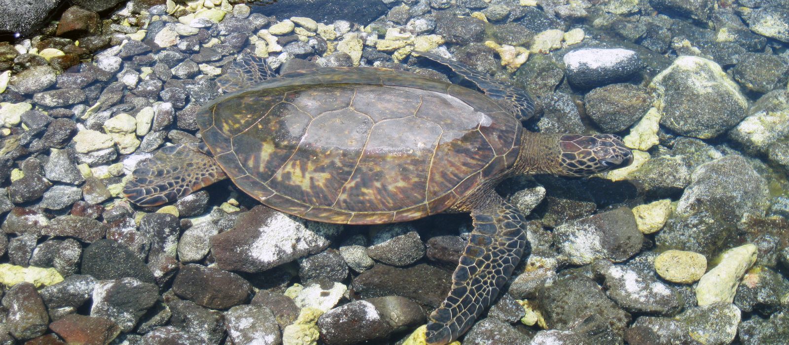 Wasserschildkröten im Historical Park "Puúhonua o Hónaunau"
