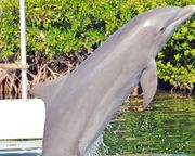 allgemein/diverses/canusa-insidertipps/usa/dolphin-research-center-marathon.cr2628x1150-0x273 allgemein/diverses/canusa-insidertipps/usa/dolphin-research-center-marathon.cr2628x1150-0x273