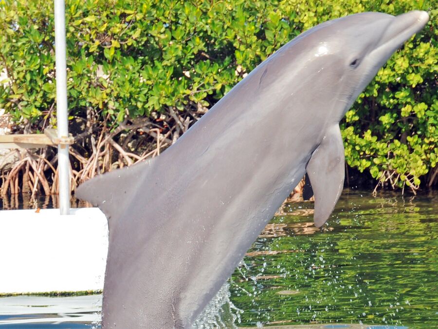 Dolphin Research Center in Marathon
