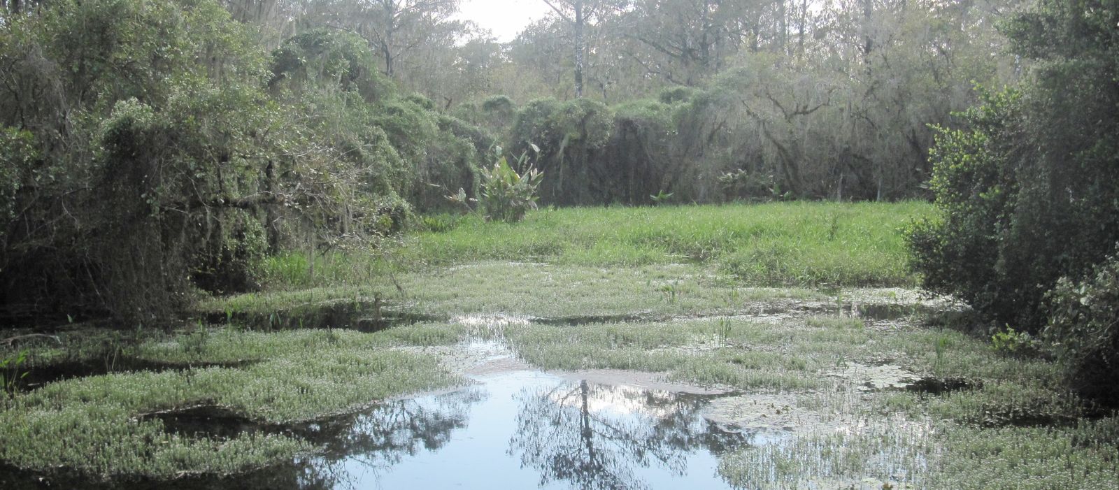 Boardwald Everglades Nationalpark