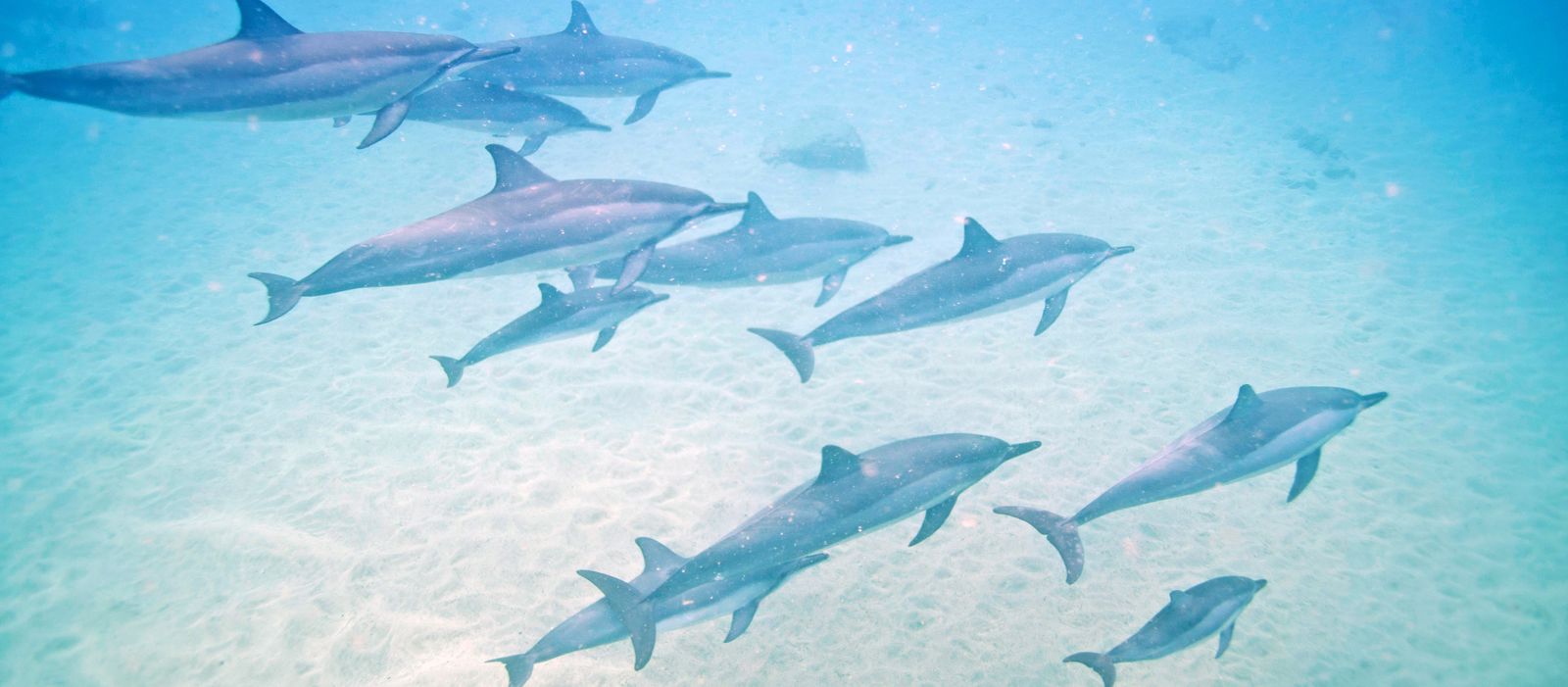 Delfine Westküste Oahu