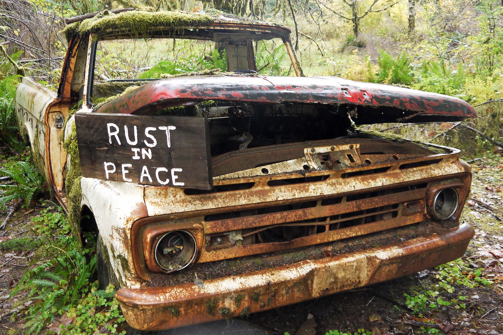 Pickup im Quinault Rain Forest