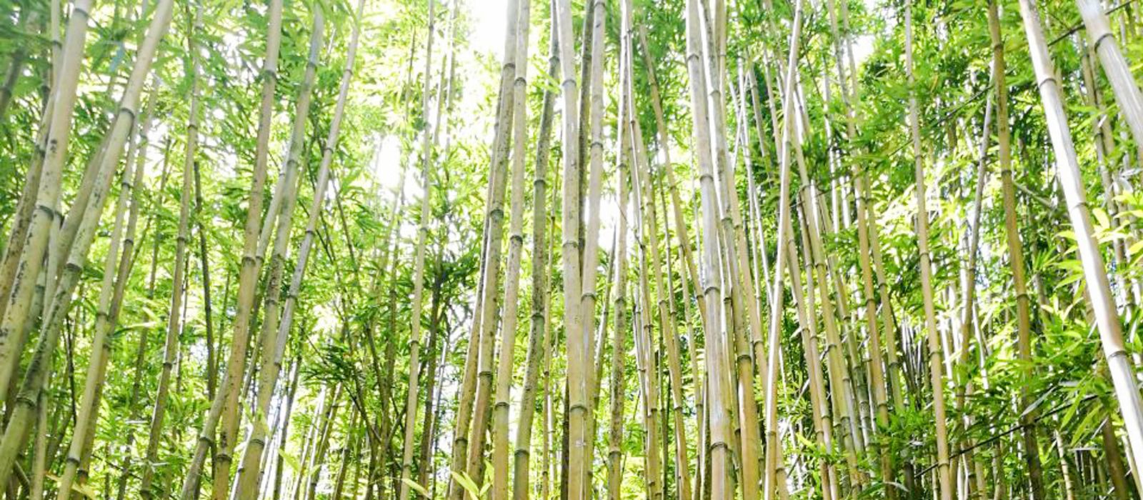 Bamboo Forest auf Maui, Hawaii