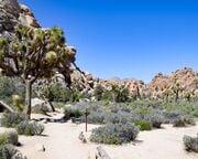 allgemein/diverses/canusa-insidertipps/usa/nicola-somfleth/insidertipp-nicola-jt-np-2.cr4898x3264-0x0 allgemein/diverses/canusa-insidertipps/usa/nicola-somfleth/insidertipp-nicola-jt-np-2.cr4898x3264-0x0