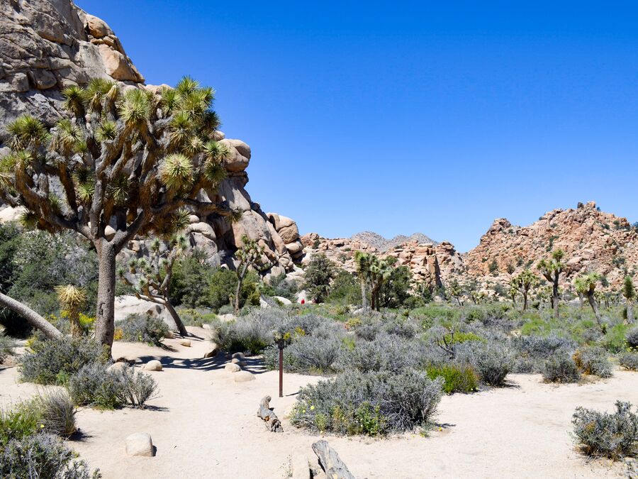 Mitarbeiterin Nicola im Joshua Tree Nationalpark