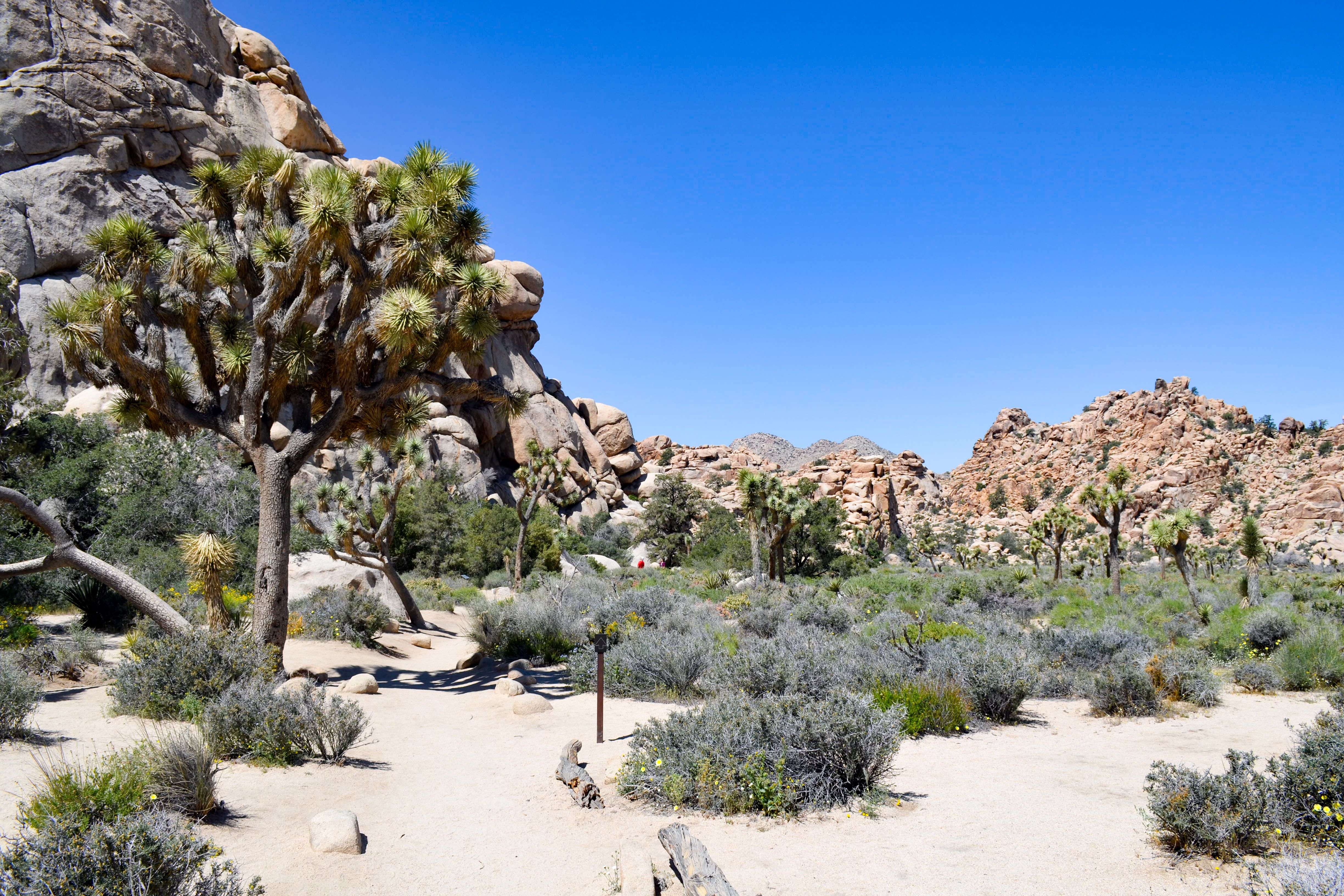 Mitarbeiterin Nicola im Joshua Tree Nationalpark