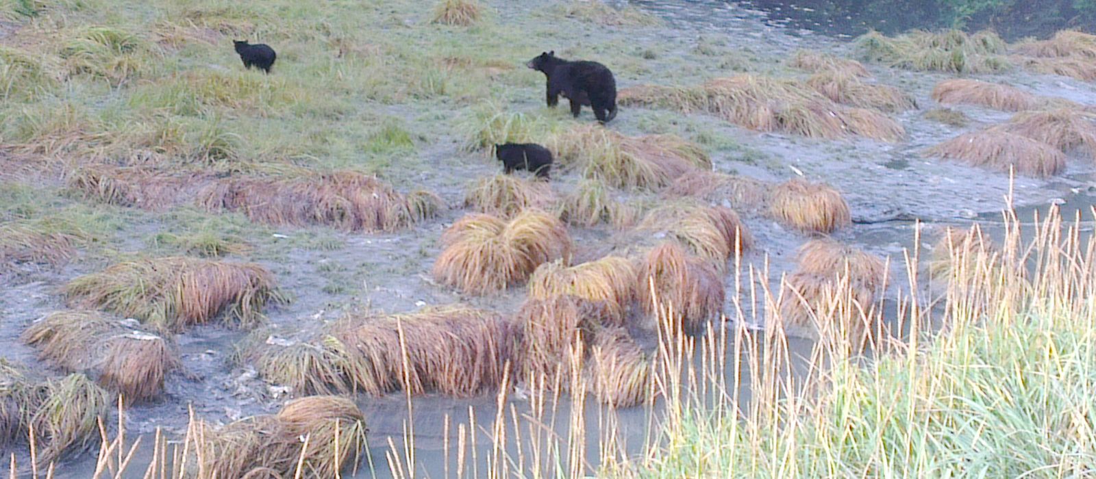 Schwarzbären am Wasserlauf