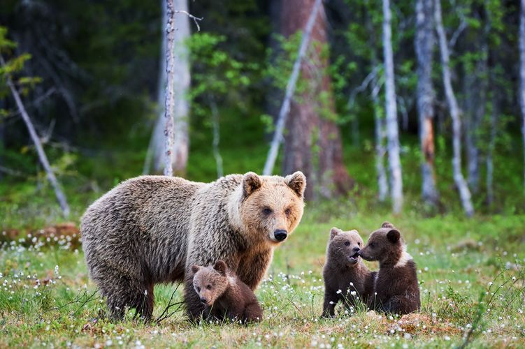 Eine Grizzly Mutter mit ihren spielenden Jungen