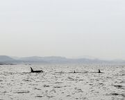 allgemein/mitarbeiter/ham/felix-schoeneberger-zodiac-whale-watching-tour-insidertipp.cr1122x491-0x130 allgemein/mitarbeiter/ham/felix-schoeneberger-zodiac-whale-watching-tour-insidertipp.cr1122x491-0x130