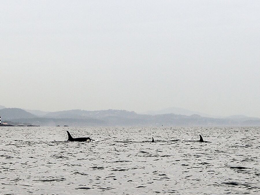 Zodiac Whale Watching Tour