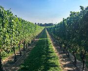 allgemein/mitarbeiter/ham/mandy-rathje-insidertipp-newport-vineyard-2.cr1500x1000-0x506 allgemein/mitarbeiter/ham/mandy-rathje-insidertipp-newport-vineyard-2.cr1500x1000-0x506