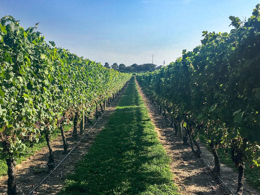 Die Weinkellerei Newport Vineyards