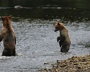 allgemein/mitarbeiter/ham/tilo-krause-duenow-bc-baeren.cr640x280-0x67 allgemein/mitarbeiter/ham/tilo-krause-duenow-bc-baeren.cr640x280-0x67