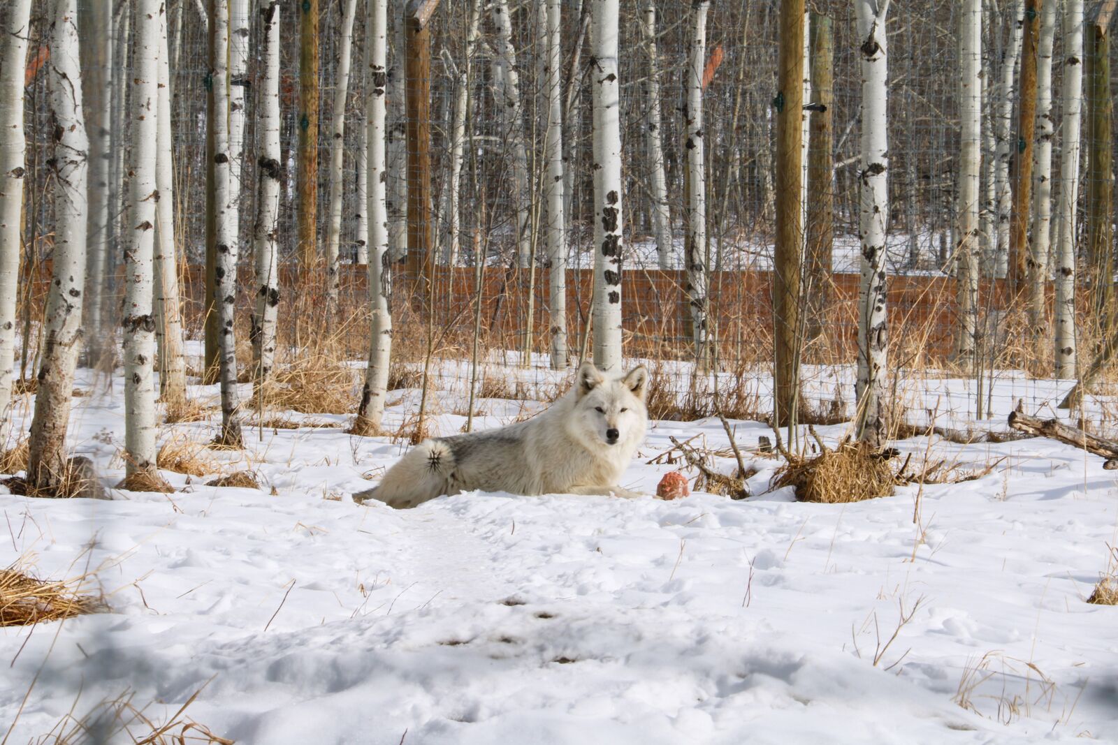 Ein Wolfshund in der Yamnuska Wolfdog Sanctuary in Alberta