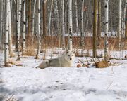 allgemein/mitarbeiter/ham/wolfshund-im-yamnuska-wolfdog-sanctuary allgemein/mitarbeiter/ham/wolfshund-im-yamnuska-wolfdog-sanctuary