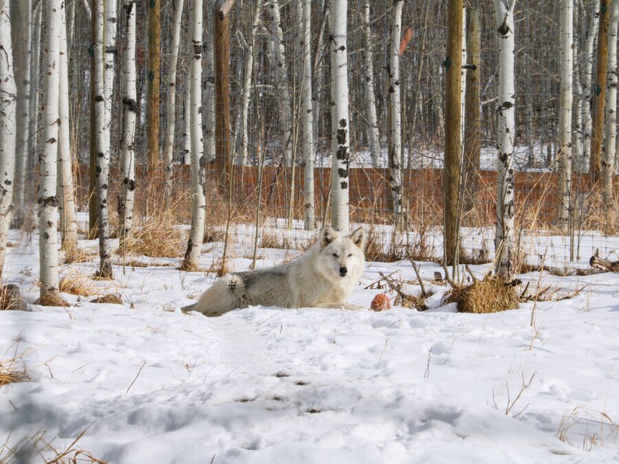 Ein Wolfshund in der Yamnuska Wolfdog Sanctuary in Alberta