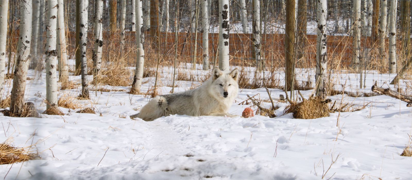 Ein Wolfshund in der Yamnuska Wolfdog Sanctuary in Alberta