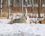 allgemein/mitarbeiter/ham/wolfshund-im-yamnuska-wolfdog-sanctuary.cr5871x2574-0x940 allgemein/mitarbeiter/ham/wolfshund-im-yamnuska-wolfdog-sanctuary.cr5871x2574-0x940