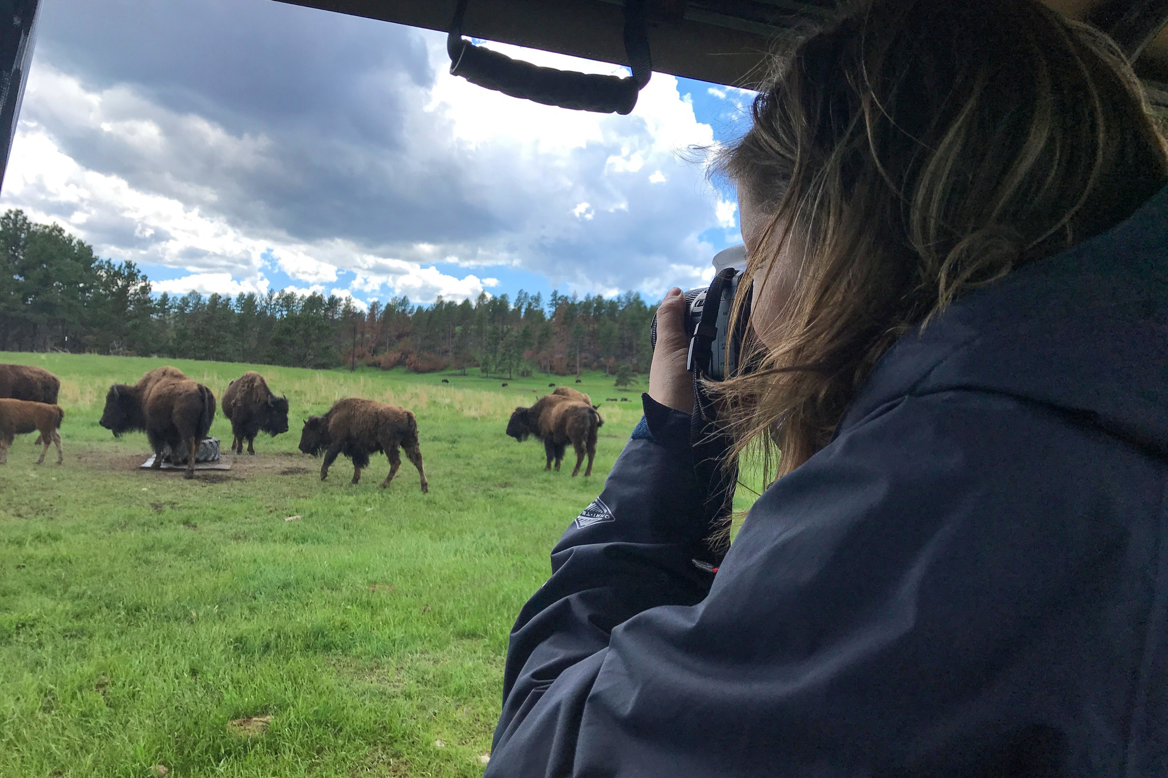 Madlen Madaus fotografiert Bison bei einer Bison Safari in South Dakota