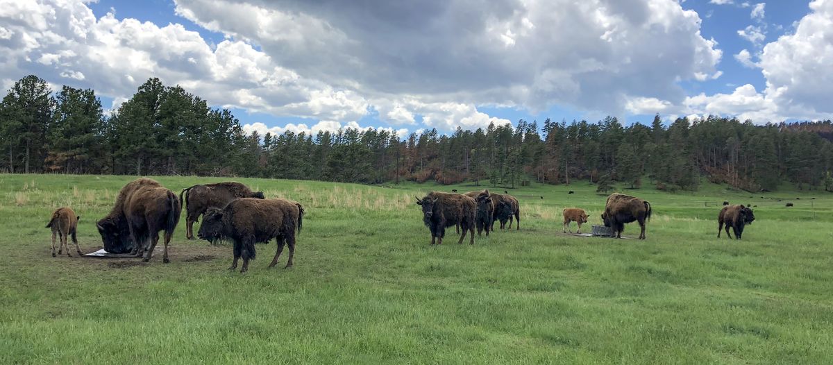 allgemein/storytelling/18-madlen-m-camper-mid-west/custer-state-park/bisons-rocky-mountain-np.cr3758x1647-0x692