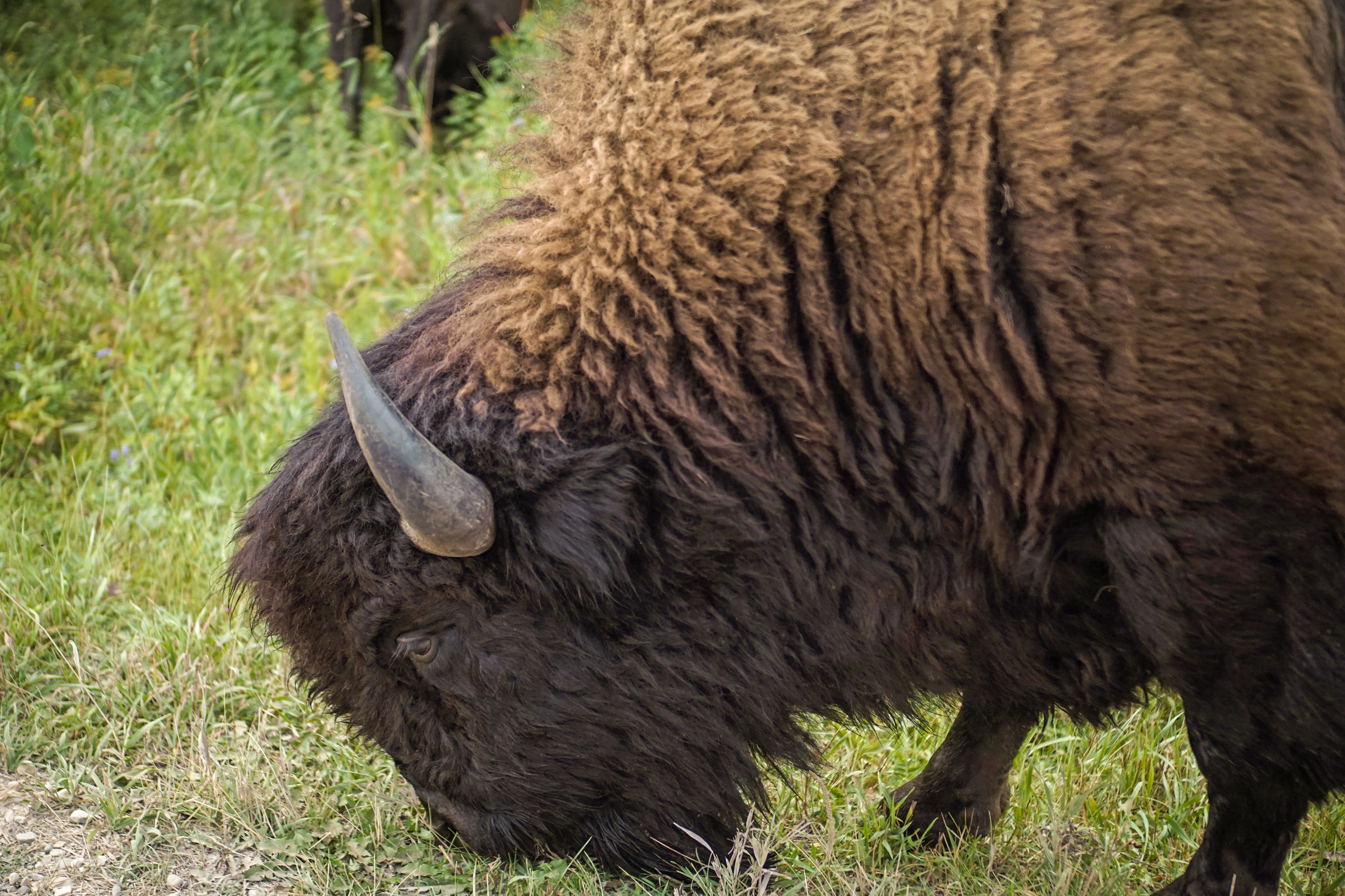 Ein Bison im Riding-Mountain-Nationalpark in Manitoba