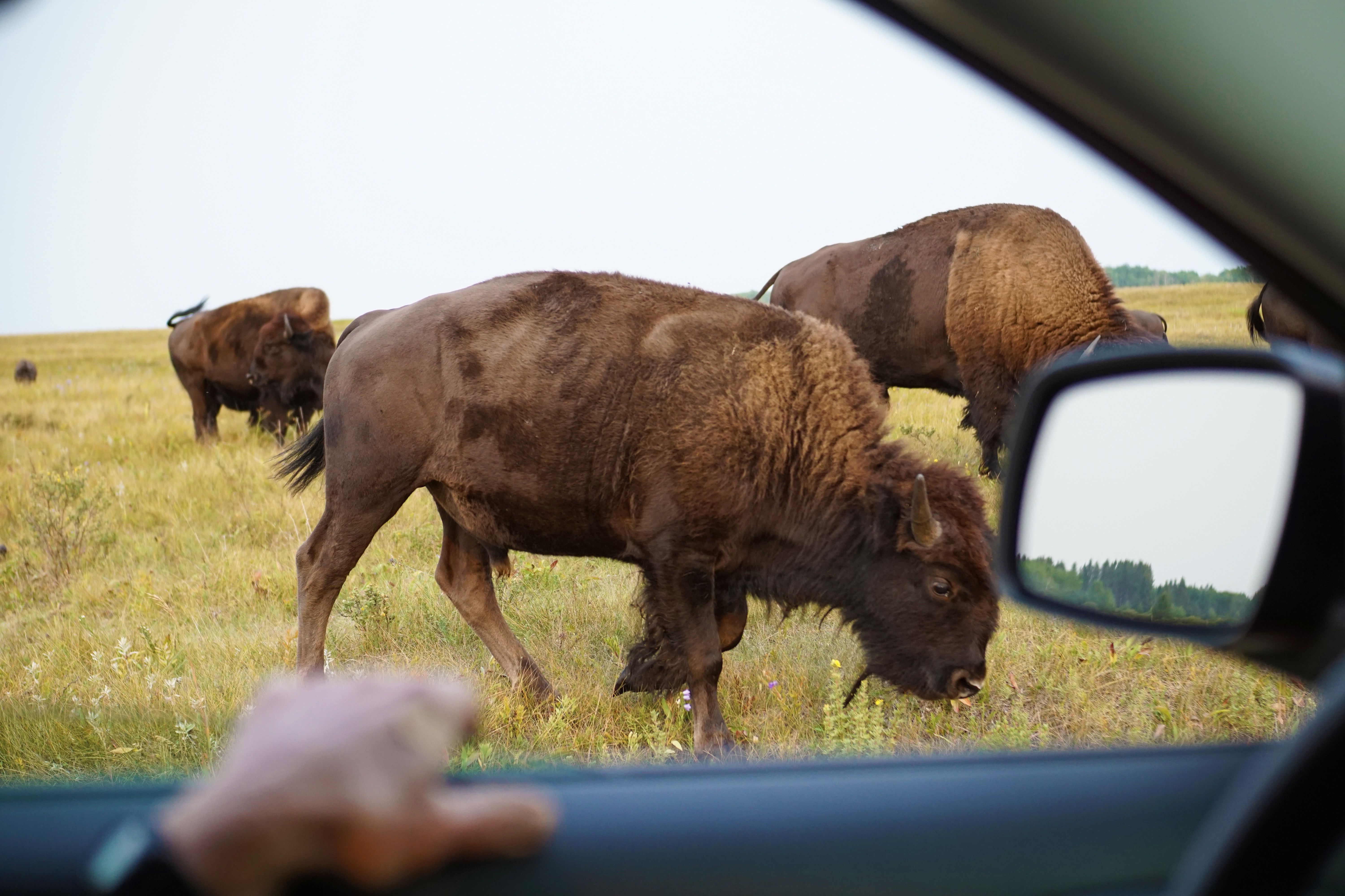 Eine Bison-Herde im Riding-Mountain-Nationalpark in der kanadischen Provinz Manitoba