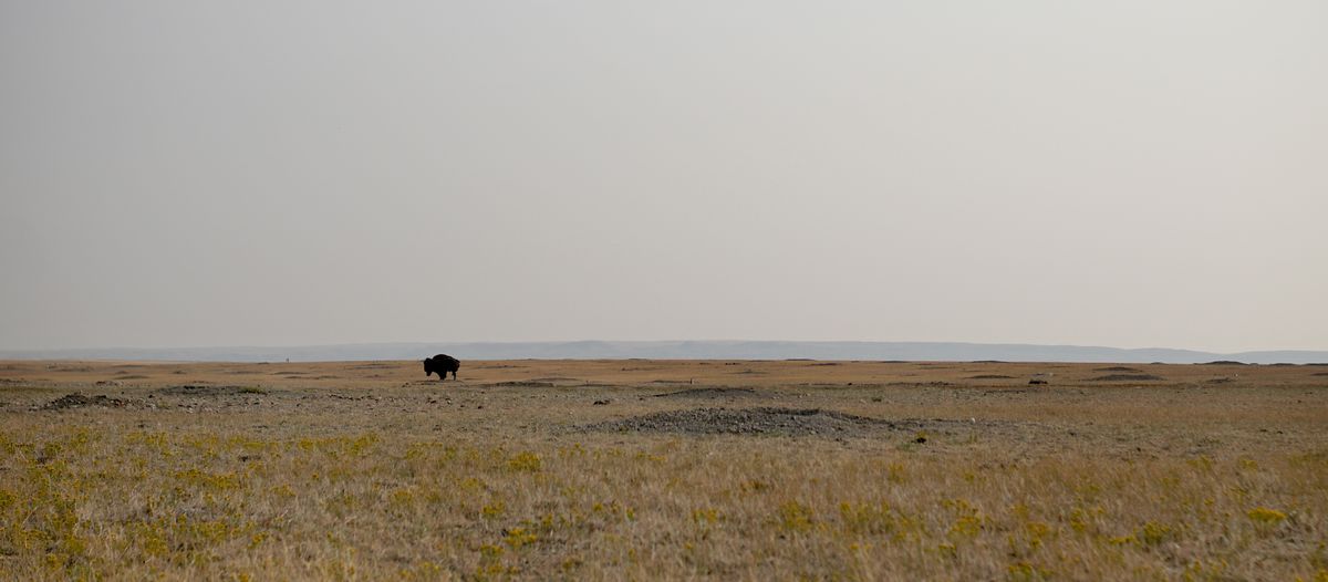 allgemein/storytelling/18-michael-nowicki-kanadas-praerien/saskatchewan/saskatchewan-grasslands-np-bueffel.cr5350x2346-0x825