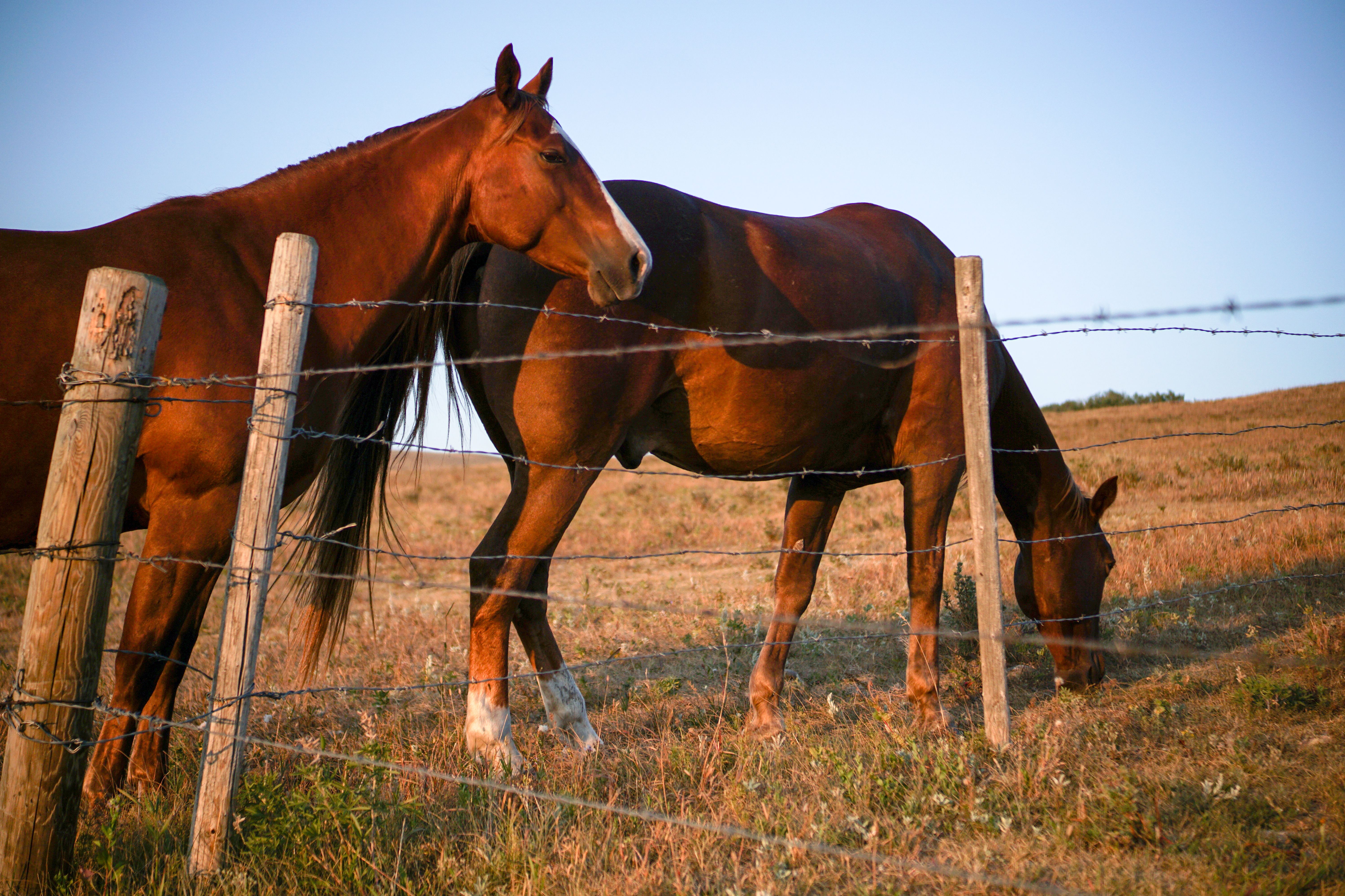 Zwei Pferde auf einer Weide der Historic Reesor Ranch in Saskatchewan