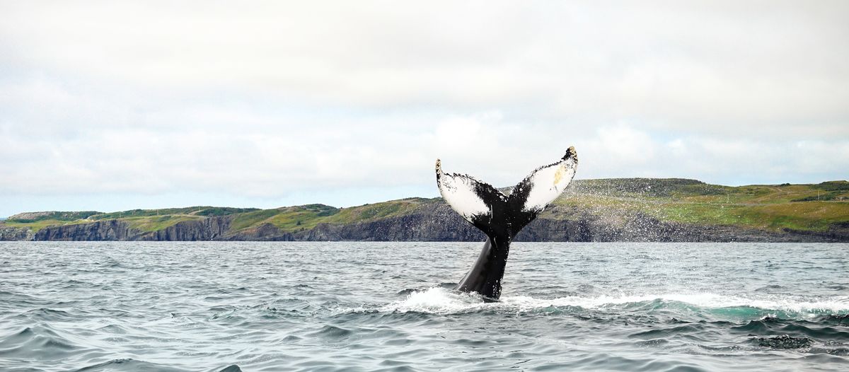 allgemein/storytelling/18-odette-schiller-atlantik-kanada/neufundland/whale-watching-mit-sea-of-whales.cr5828x2555-0x198