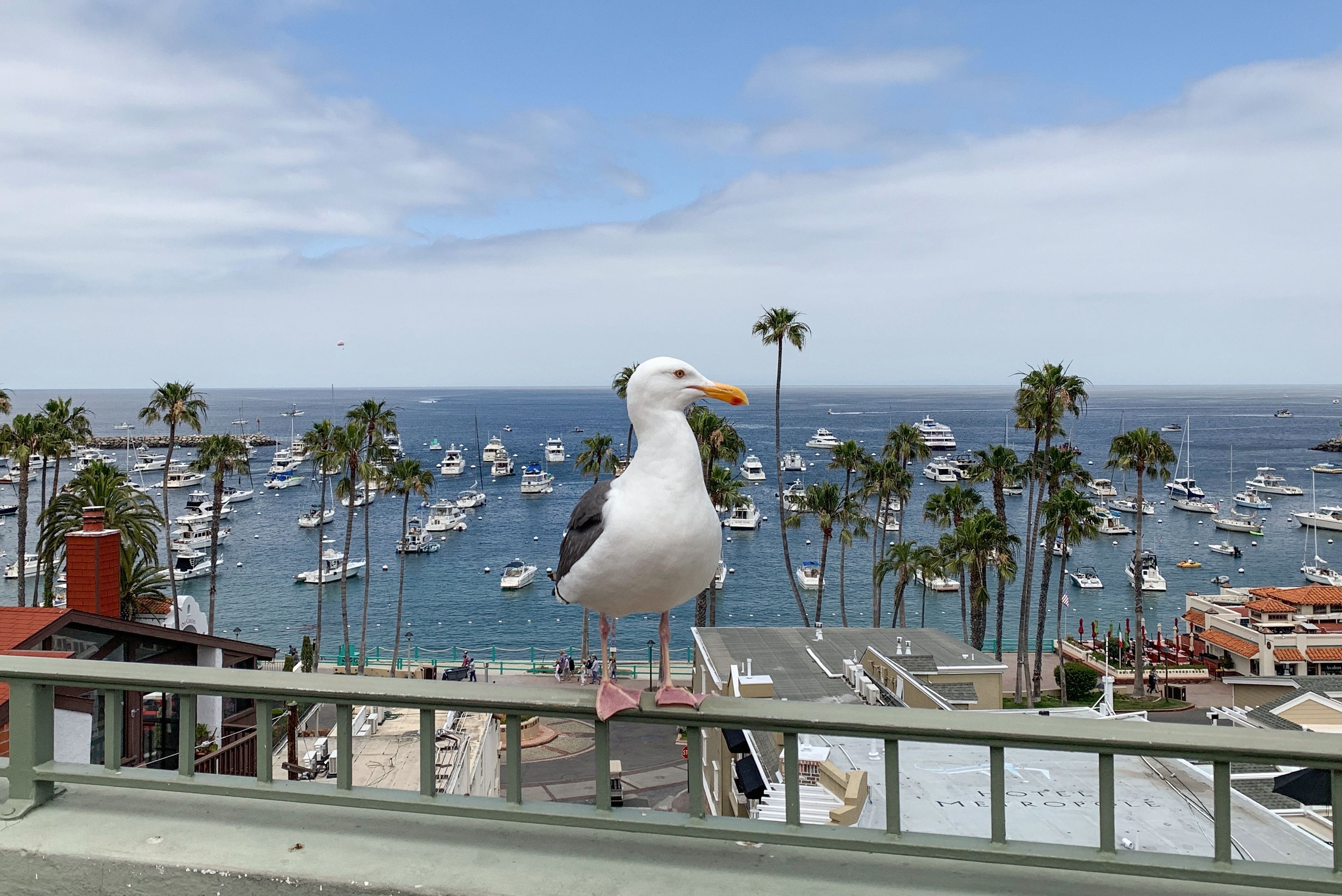 Eine Möwe auf der Dachterrasse des Avalon Hotels auf Santa Catalina Island