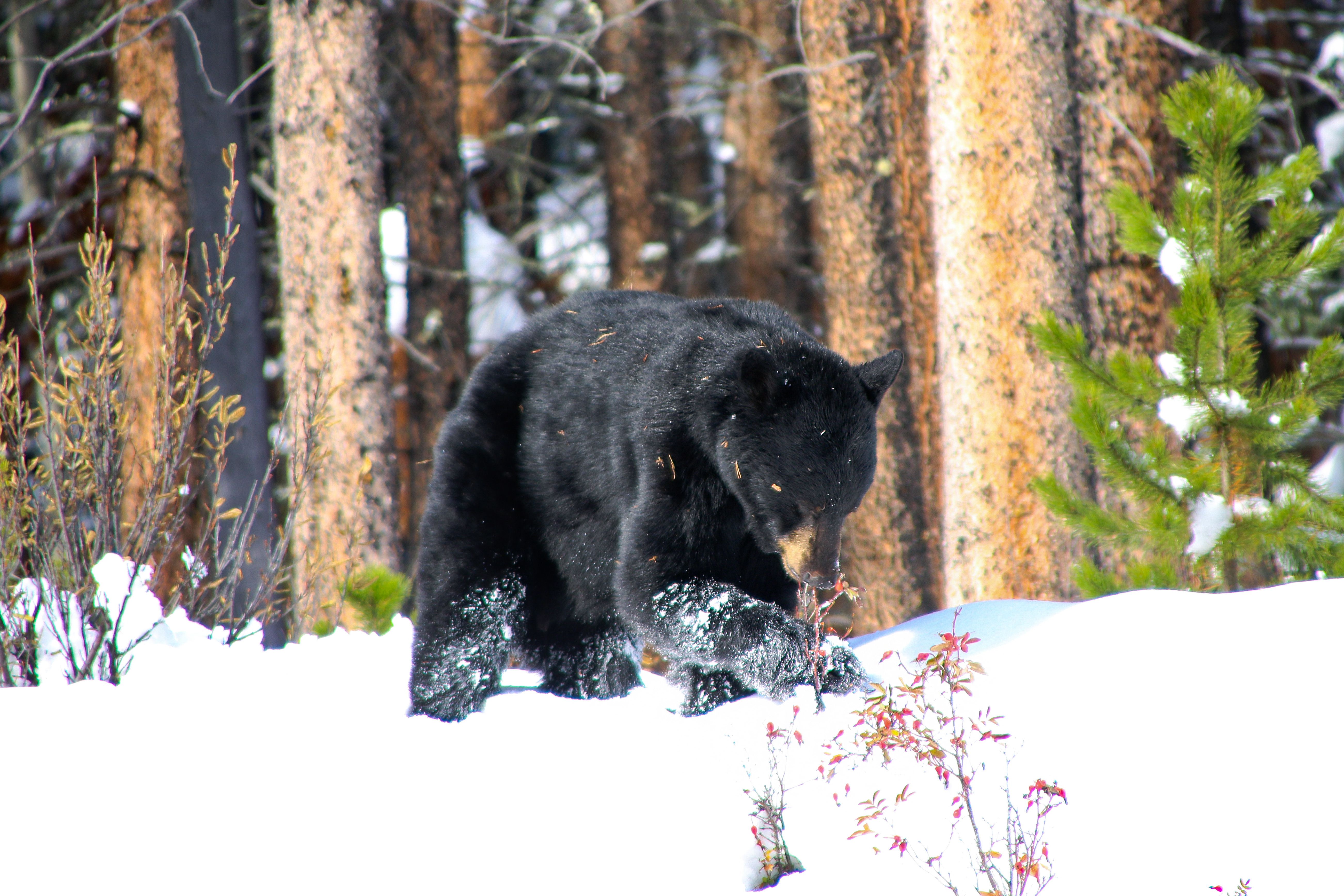 Ein BÃ¤r an einer der schÃ¶nsten FernstraÃŸen der Welt, dem Icefields Parkway in Alberta