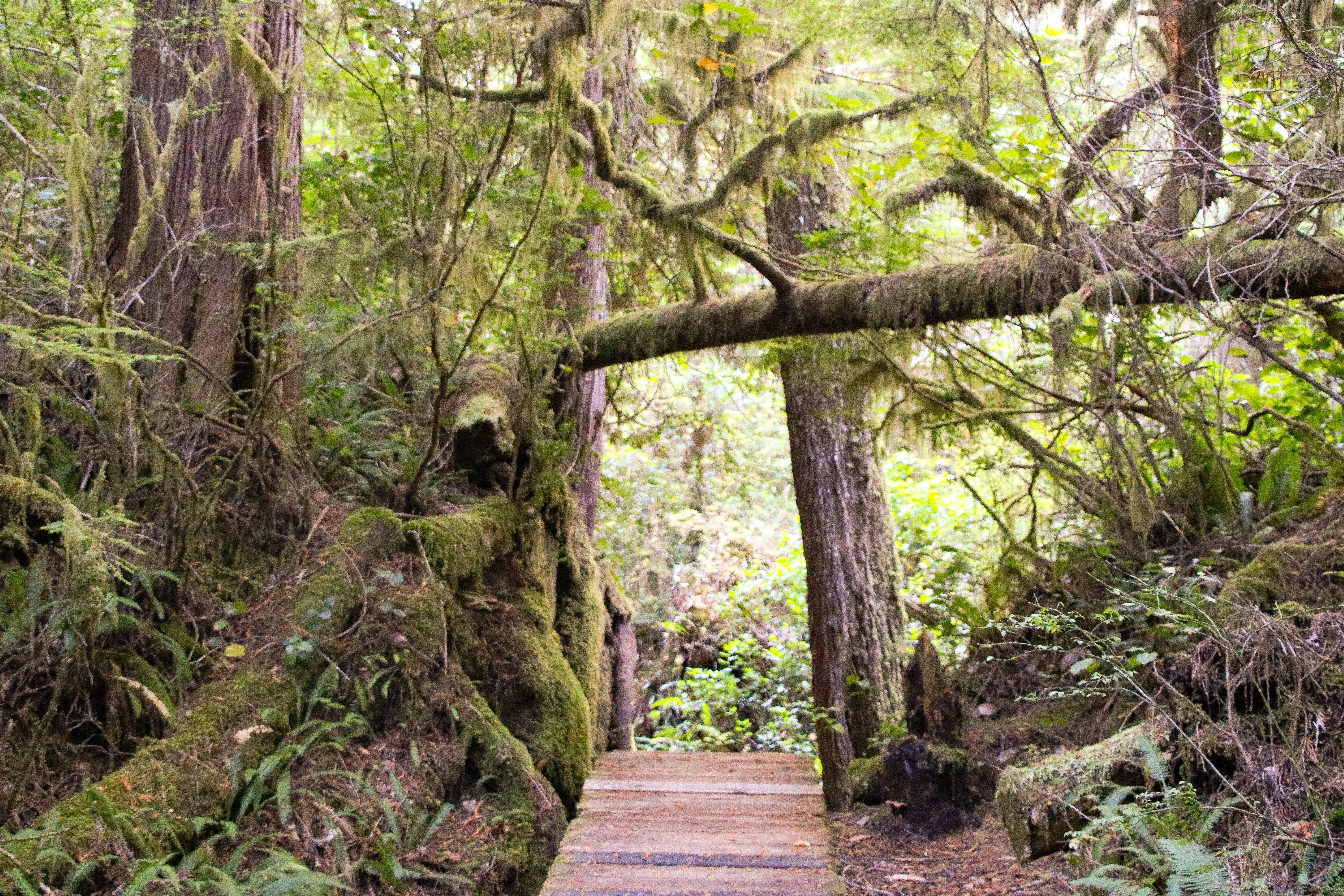 Eine Wanderung durch den Pacific-Rim-Nationalpark in British Columbia