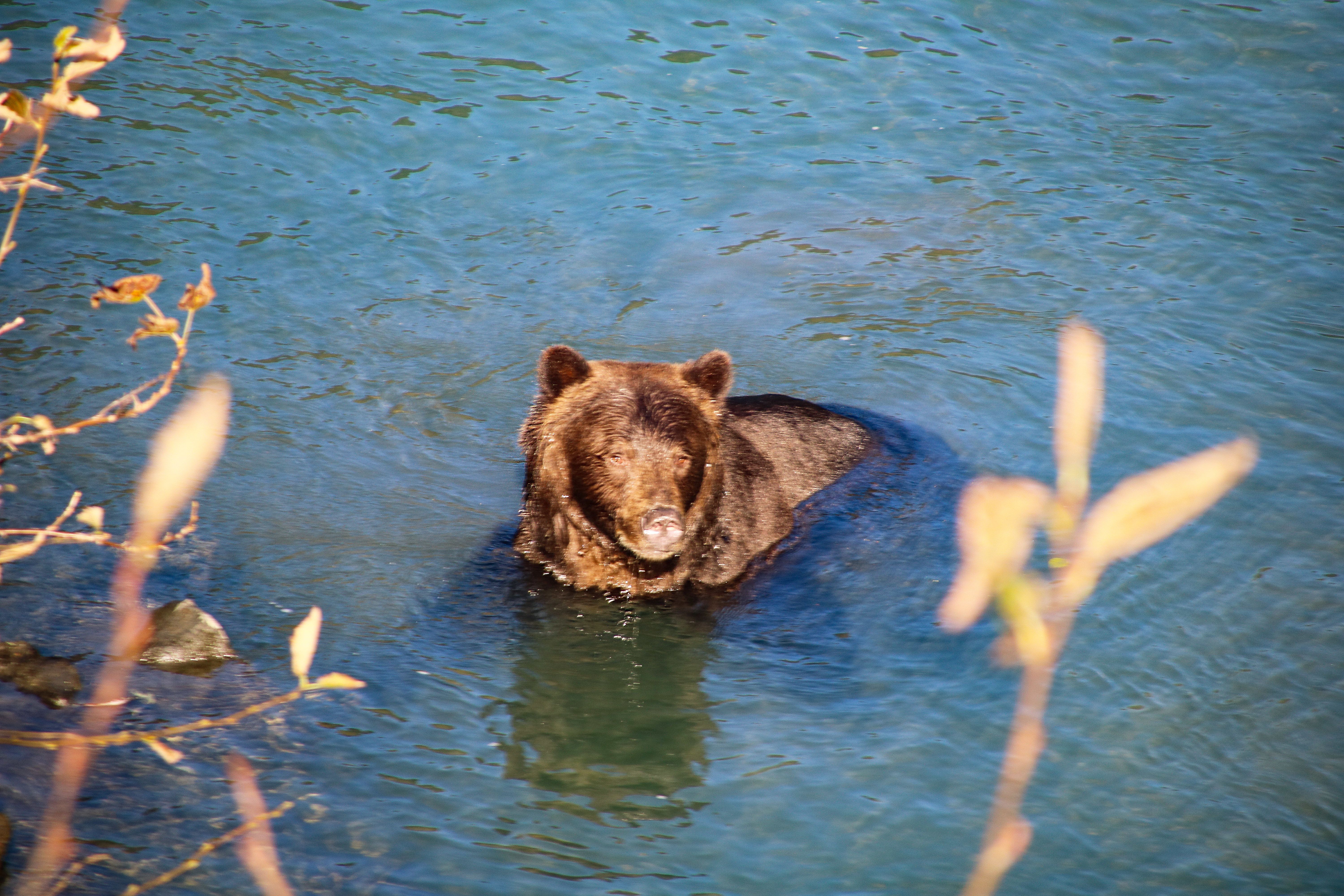 Ein BÃ¤r im Fjord Toba Inlet schwimmend, an der KÃ¼ste von British Columbia