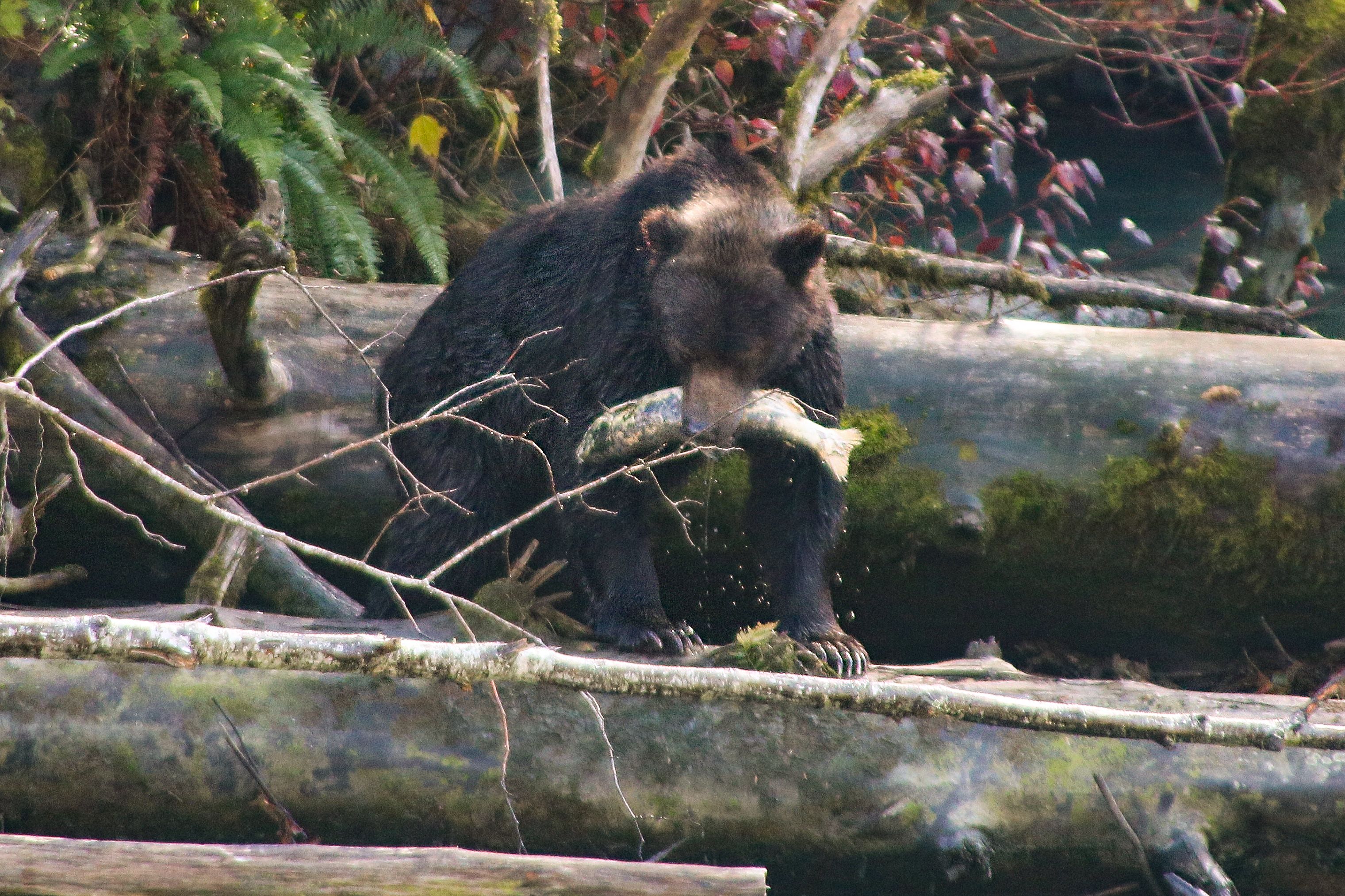 Ein BÃ¤r auf erfolgreicher Beutejagd am Fjord Toba an der KÃ¼ste von British Columbia