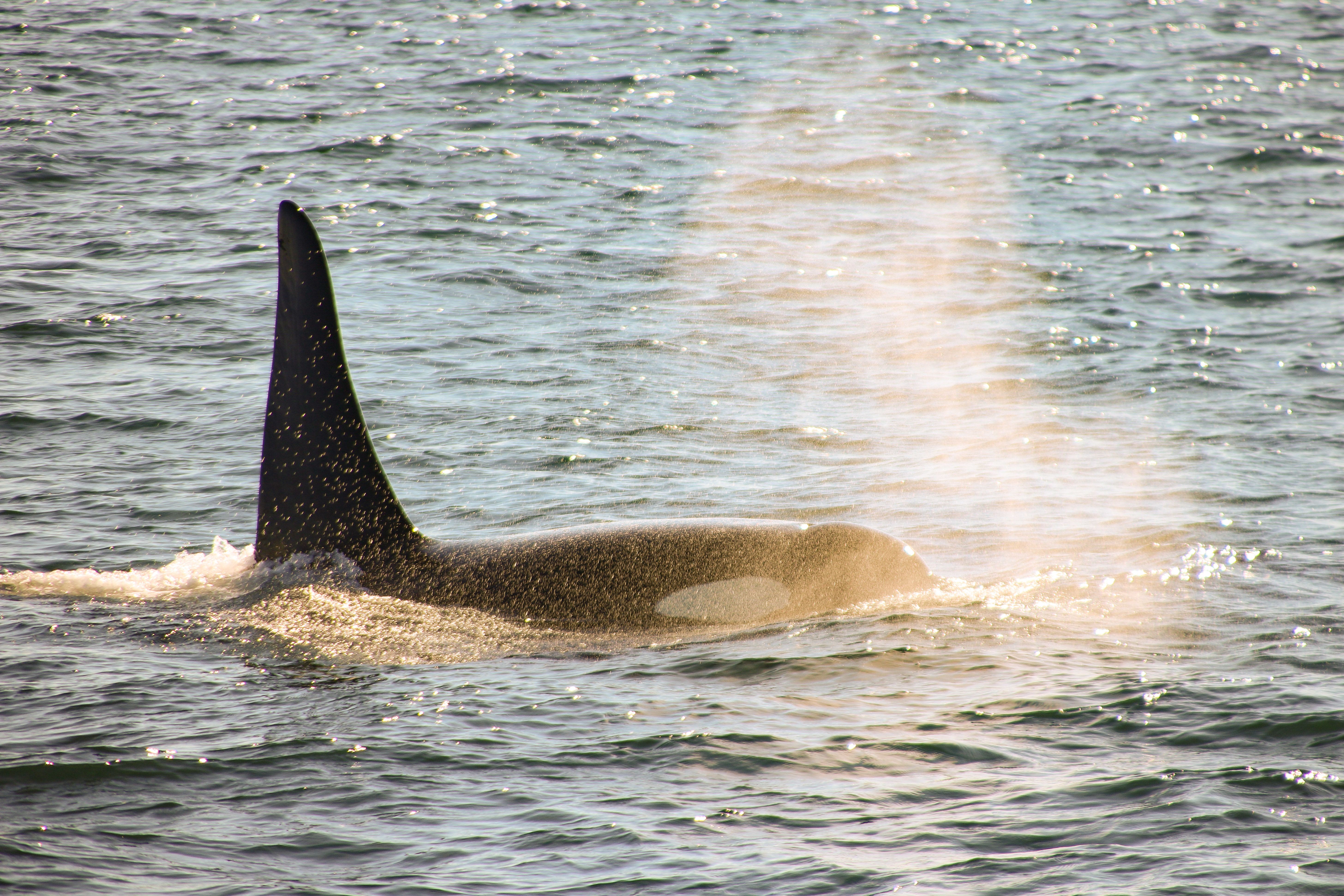 Ein Orka in der NÃ¤he von Victoria in British Columbia