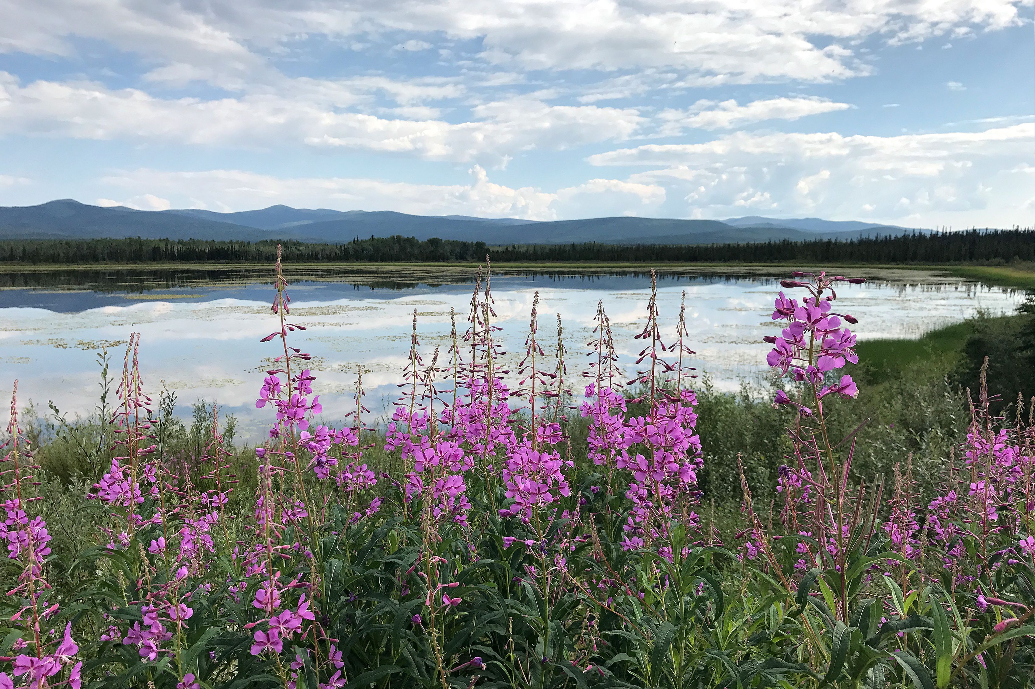 Blick über die schöne Landschaft in Whitehorse, Yukon