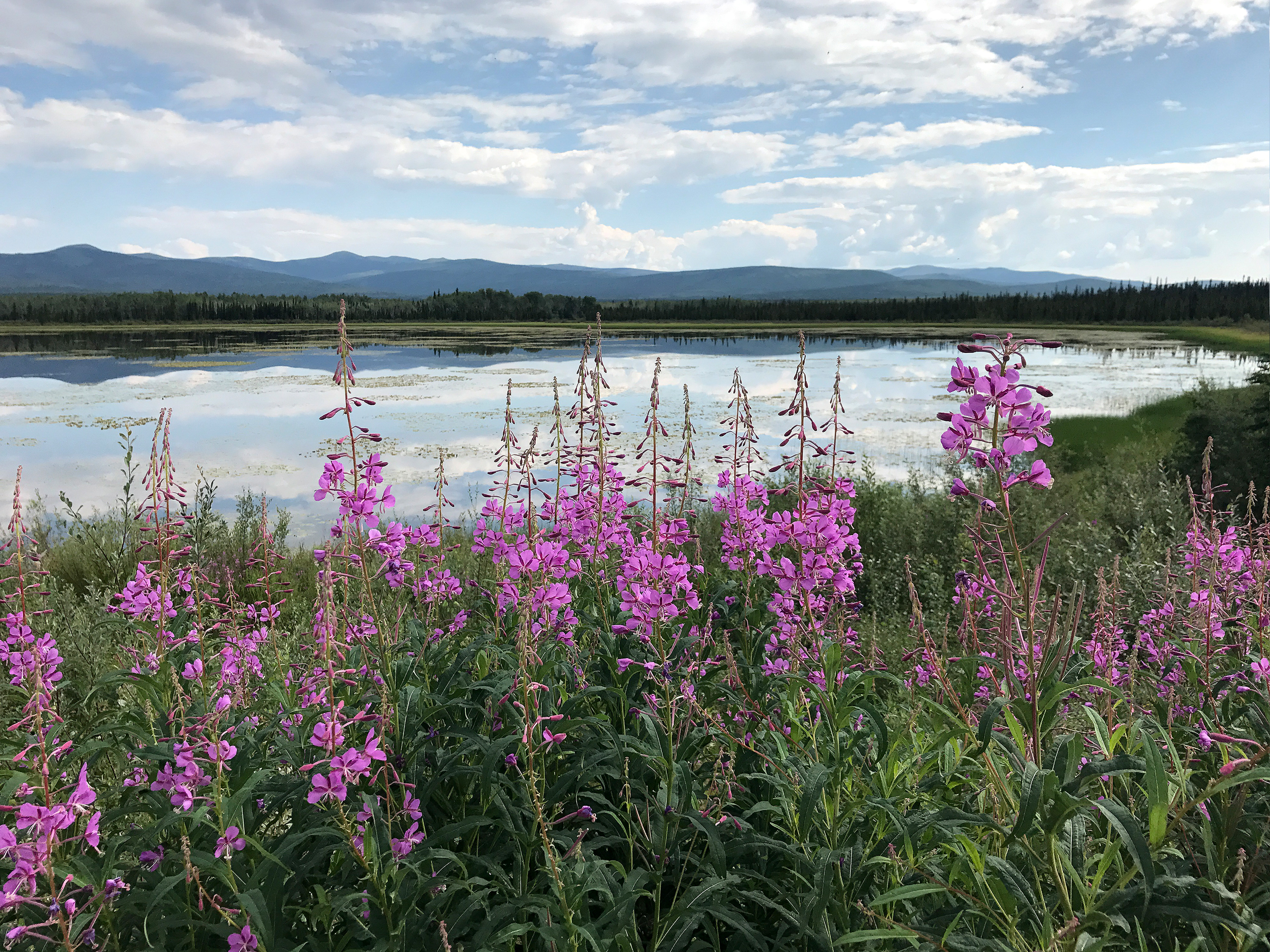 Blick über die schöne Landschaft in Whitehorse, Yukon