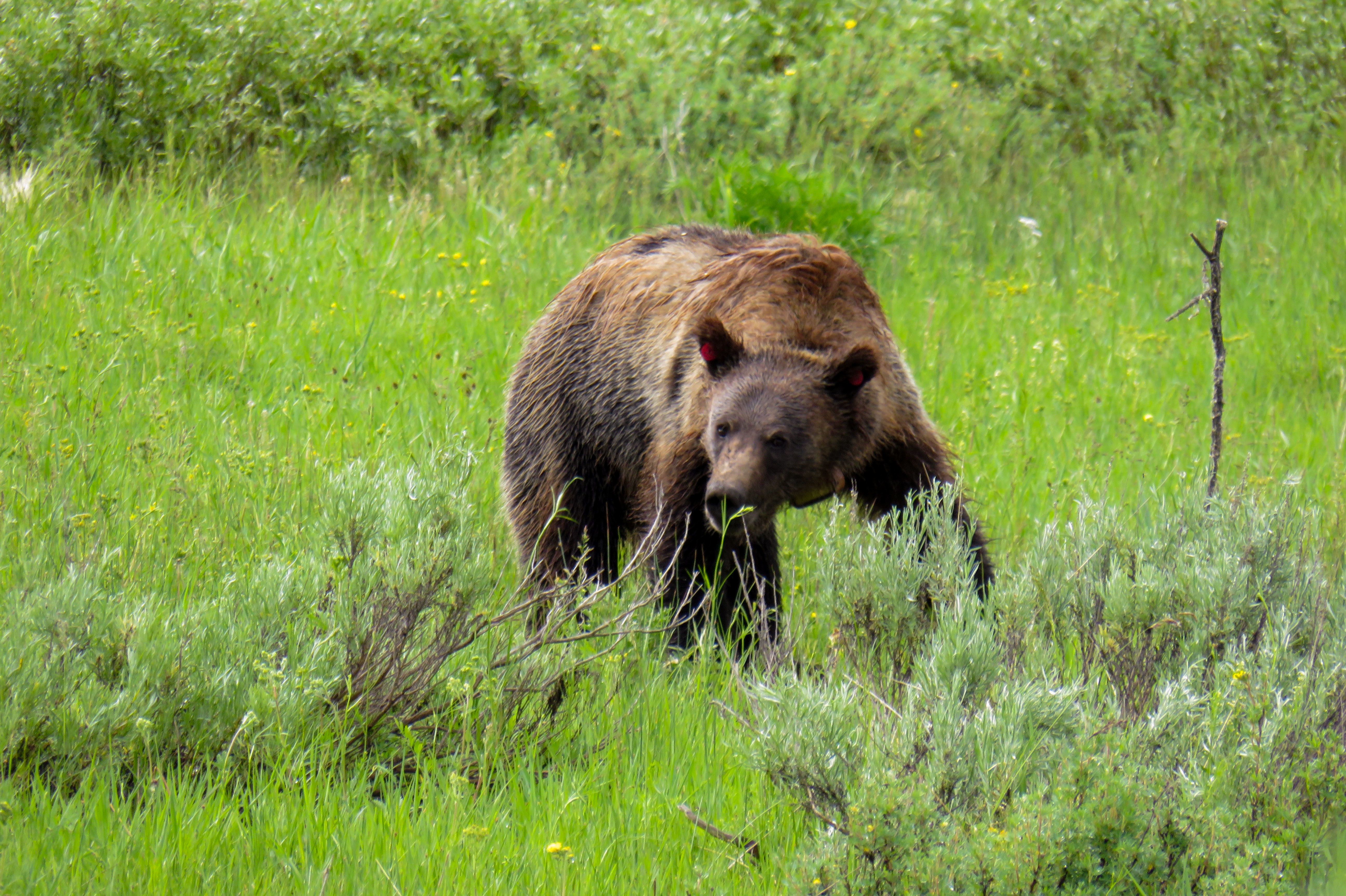 Ein Bär im Grand Teton Nationalpark in Wyoming