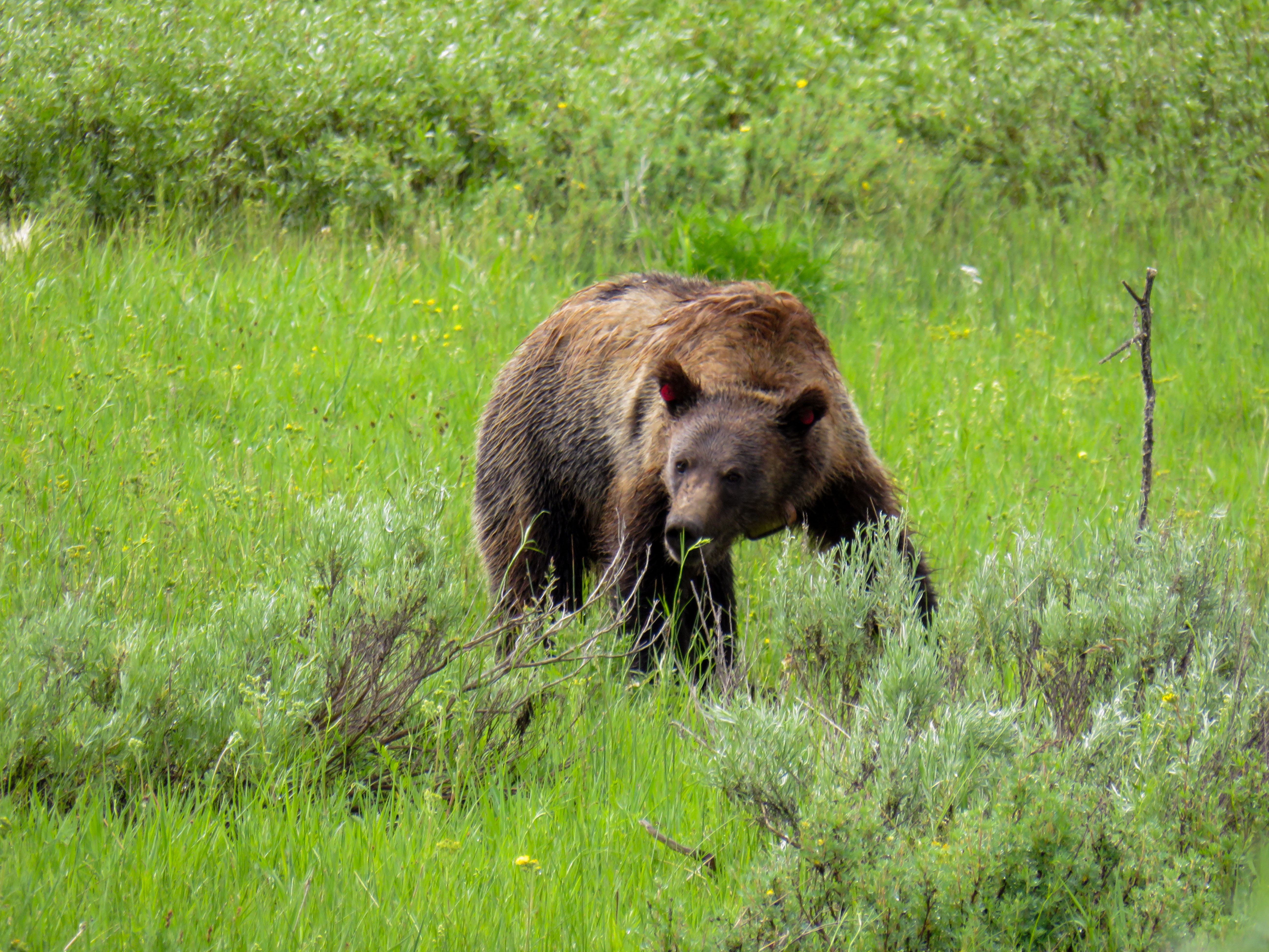 Ein Bär im Grand Teton Nationalpark in Wyoming