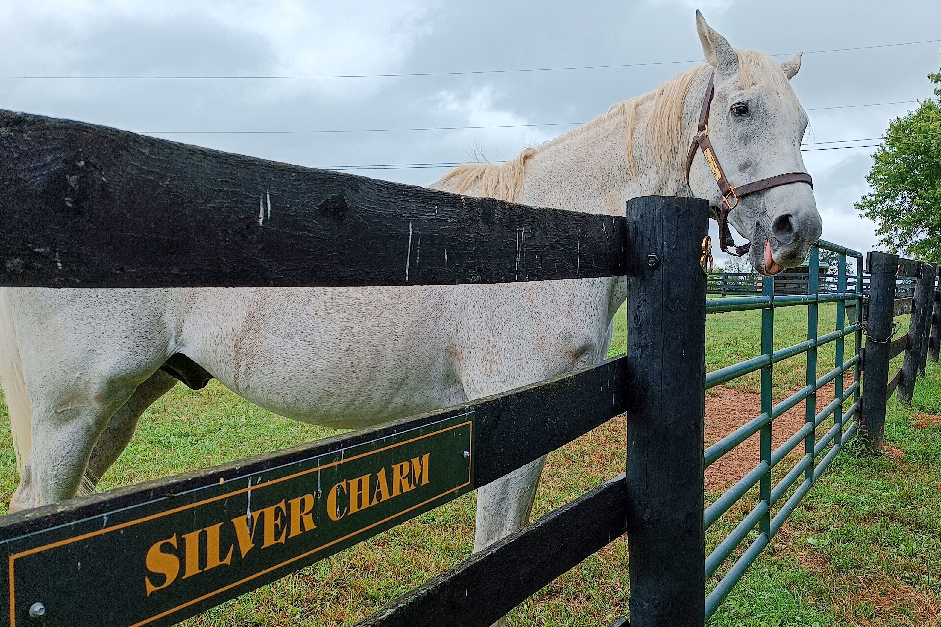 Silver Charm, Sieger des Kentucky Derby von 1997