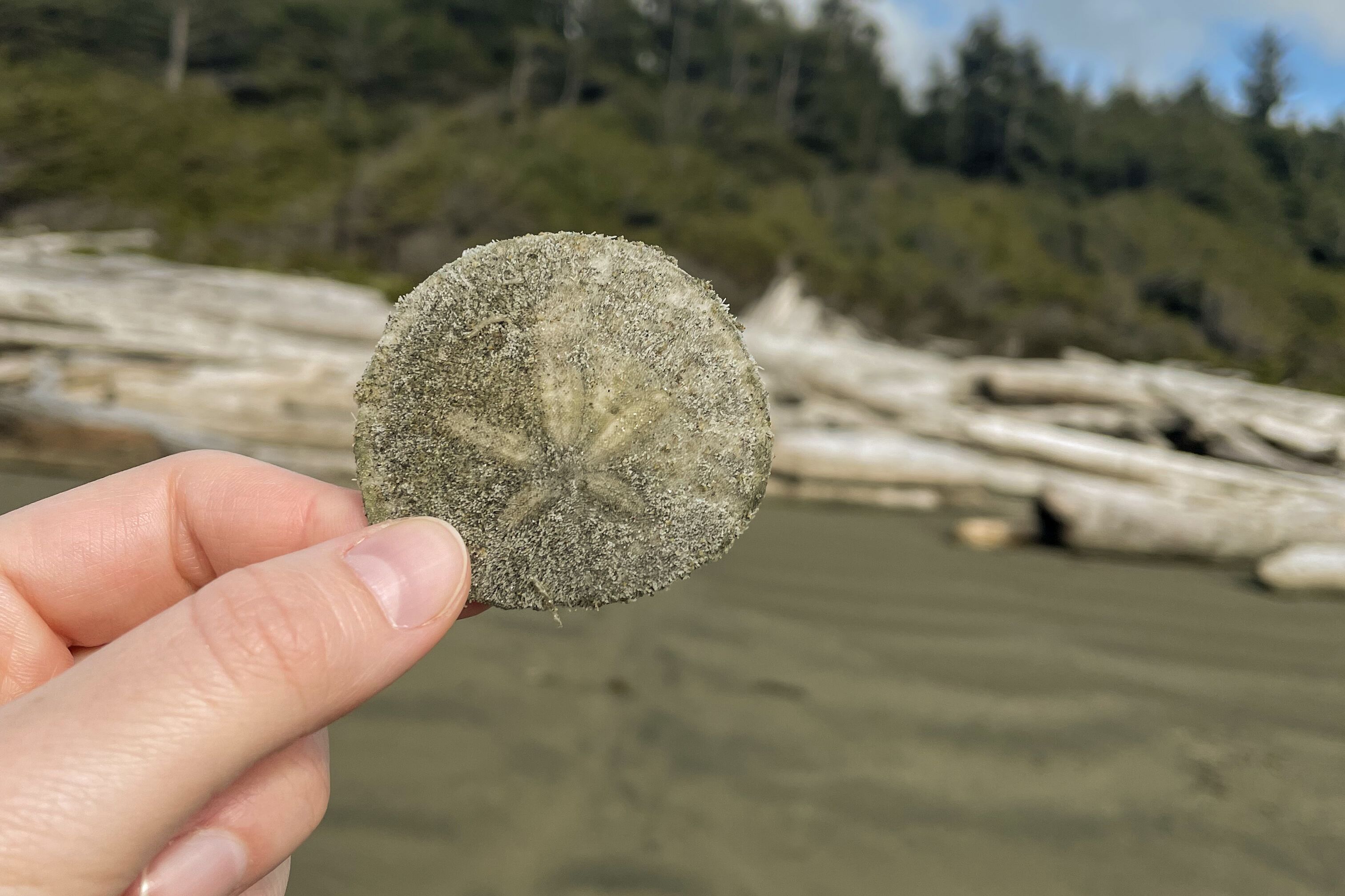 Wickannish Beach Kanadas