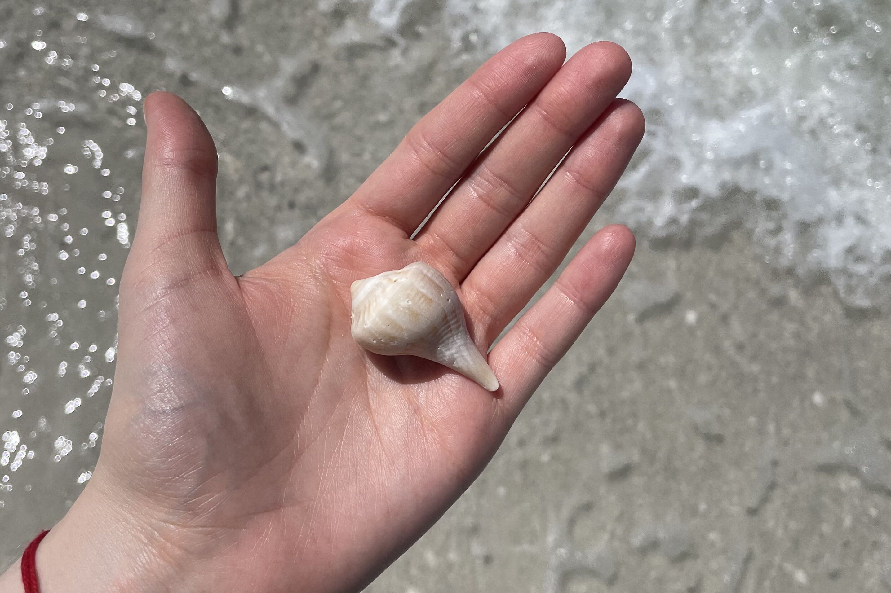 Muscheln sammeln am Strand, Marco Island