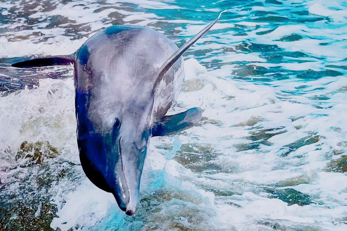 Delfin in Florida