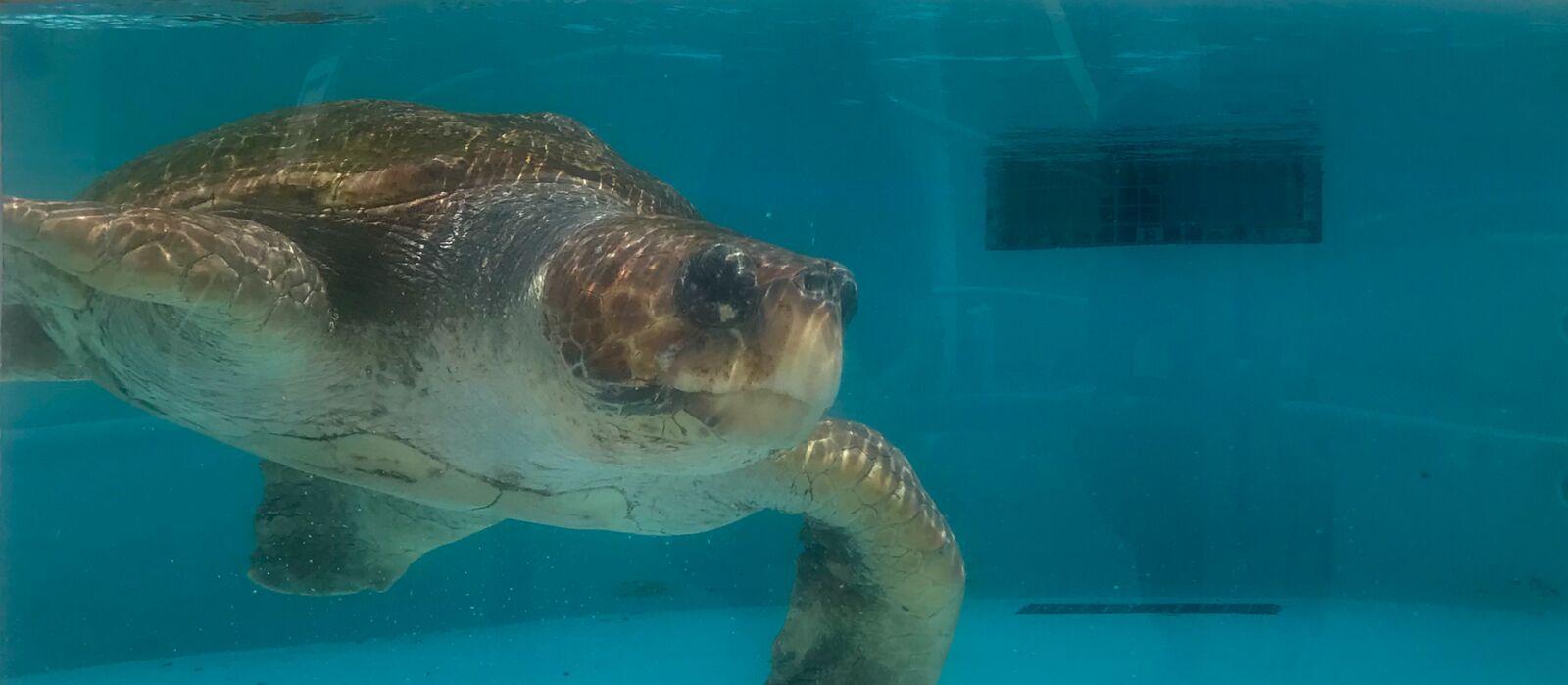 Niedliche Schildkröten entdecken im Loggerhead Marinelife Center in Juno Beach in Florida