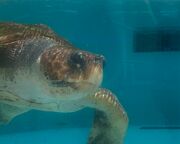 allgemein/storytelling/23-tabea-wahl-florida/loggerhead-marinelife-center-schildkroete.cr2496x1091-0x0 allgemein/storytelling/23-tabea-wahl-florida/loggerhead-marinelife-center-schildkroete.cr2496x1091-0x0